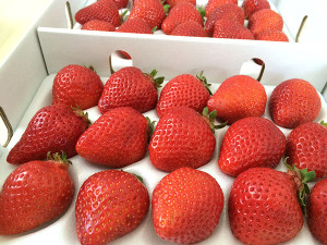 イチゴ「博多あまおう」が福岡県八女市から届きました